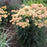 Yarrow, Firefly Peach Sky Yarrow