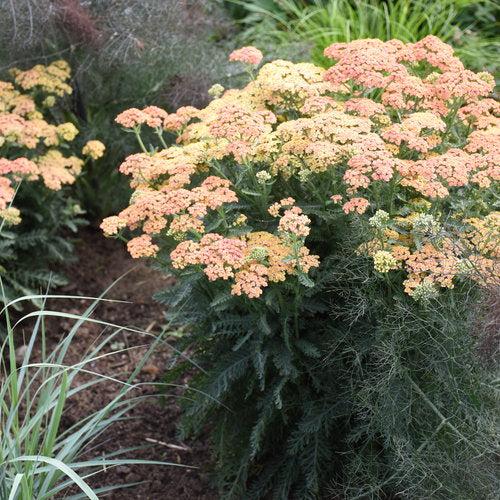 Yarrow, Firefly Peach Sky Yarrow