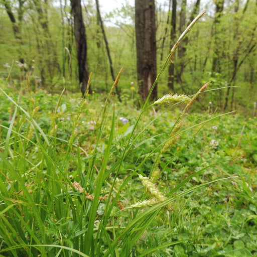 Carex cherokeensis  - Cherokee Sedge