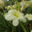Hemerocallis 'Joan Senior'  - Joan Senior Daylily