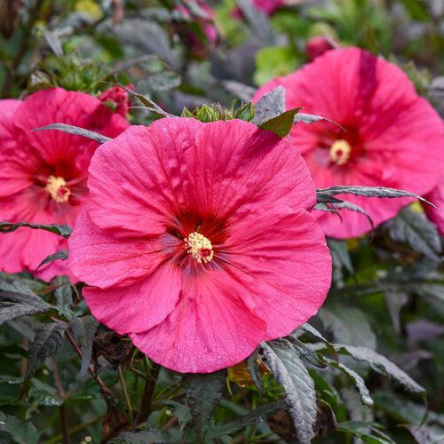 Hibiscus 'Evening Rose' PP33,366  - Summerific® Evening Rose Hibiscus
