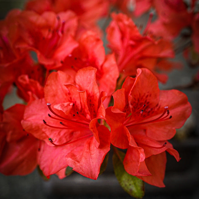Azalea, Stewartstonian Azalea