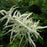 Goat's Beard, Common Goat's Beard