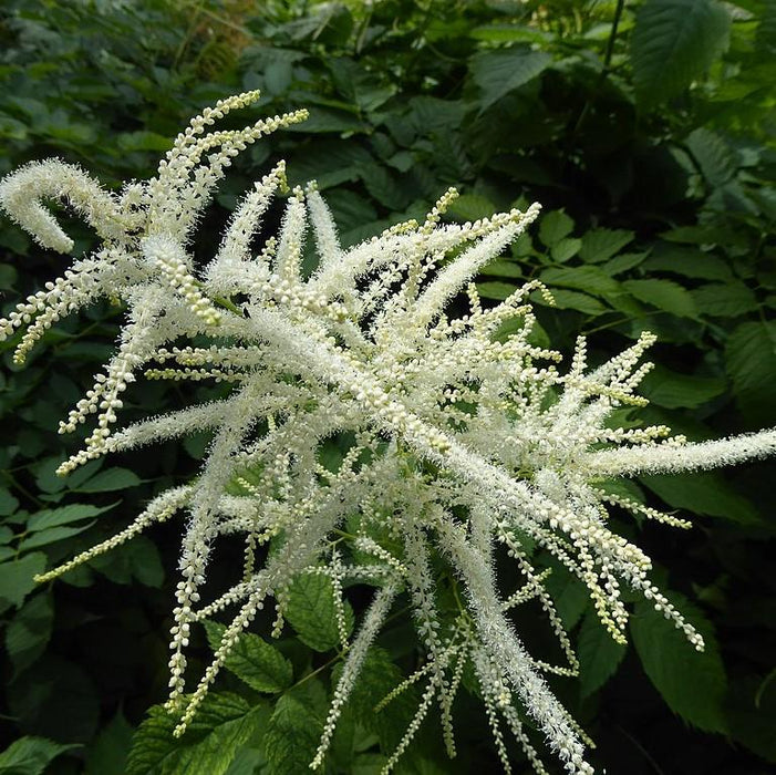 Goat's Beard, Common Goat's Beard