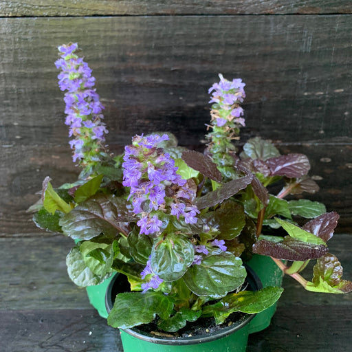 **CAN BE INVASIVE - DON'T ADD** Black Scallop Bugle Weed (Ajuga)