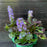 **CAN BE INVASIVE - DON'T ADD** Black Scallop Bugle Weed (Ajuga)
