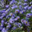 Aster, October Skies Aromatic Aster