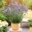 Lavender, Sensational!® Lavender
