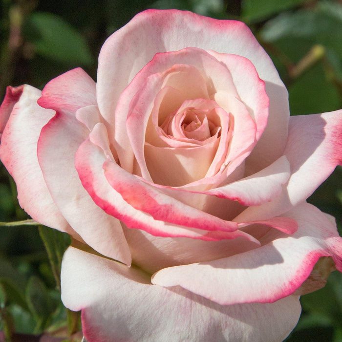 Rosa 'Meivanae'  - Pinkerbelle™ Rose