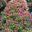 Weigela florida 'VUKOZLyra'  - Snippet® Dark Pink Weigela