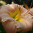 Hemerocallis 'Barbara Mitchell'  - Barbara Mitchell Daylily