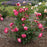 Rose, Candy Cane Cocktail Reblooming Floribunda Rose