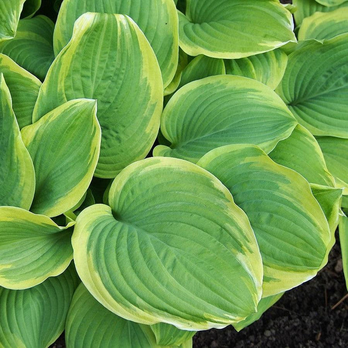 Hosta 'Fragrant Bouquet'  - Fragrant Bouquet Hosta