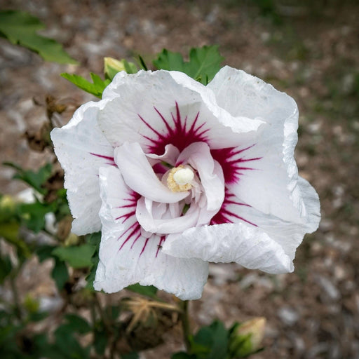 Hibiscus, Bali™ Rose of Sharon Hibiscus