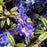 Rhododendron, Blue Baron Rhododendron