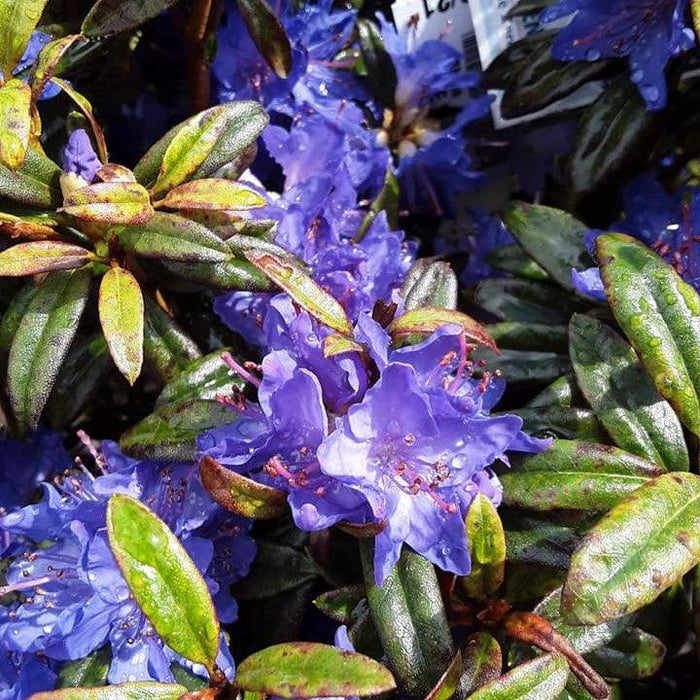 Rhododendron, Blue Baron Rhododendron