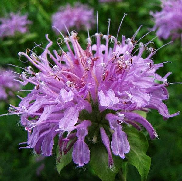 Bee Balm, Sugar Buzz® Blue Moon Bee Balm