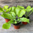 Hosta 'Sum and Substance'  - Sum and Substance Hosta