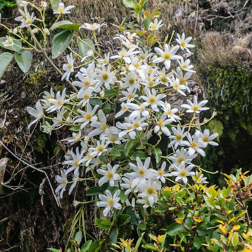 Clematis paniculata  - Autumn Clematis
