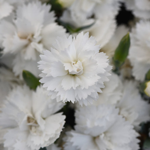 Dianthus, EverLast™ White Dianthus