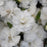 Dianthus, EverLast™ White Dianthus