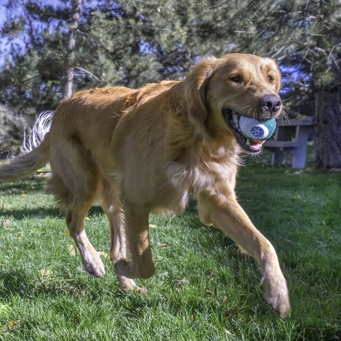 KONG Dental Ball, Medium Dog Toy