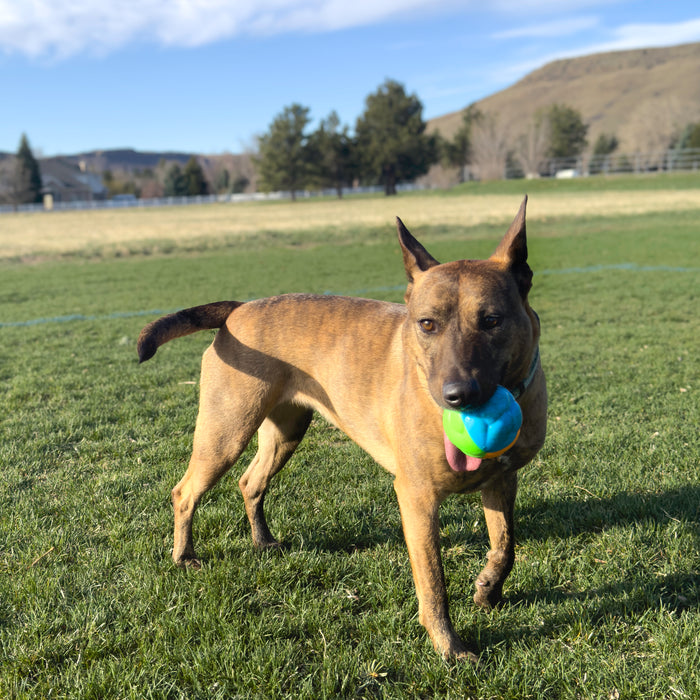 KONG Twistz High-Viz Ball, Large Dog Toy
