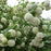 Viburnum, Snowball Viburnum