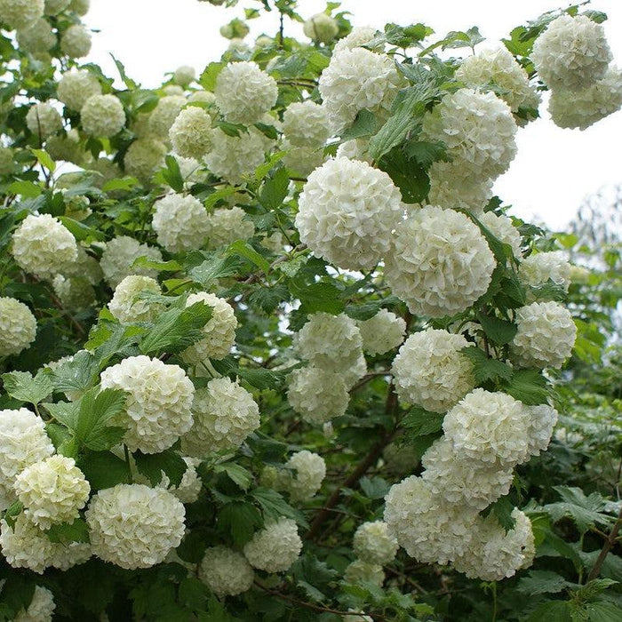 Viburnum, Snowball Viburnum