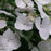 Hydrangea x ‘Fairytrail Bride'  - Fairytrail Bride® Cascade Hydrangea