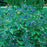 Viburnum, Blue Muffin® Arrowwood Viburnum