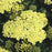 Yarrow, Sunny Seduction Yarrow
