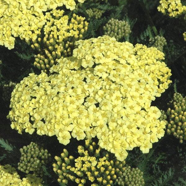 Yarrow, Sunny Seduction Yarrow