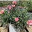 Dianthus, Fruit Punch® Classic Coral Dianthus