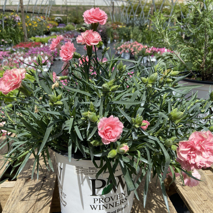 Dianthus, Fruit Punch® Classic Coral Dianthus