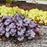 Heuchera 'Silver Gumdrop' PP29207  - Dolce® Silver Gumdrop Heuchera