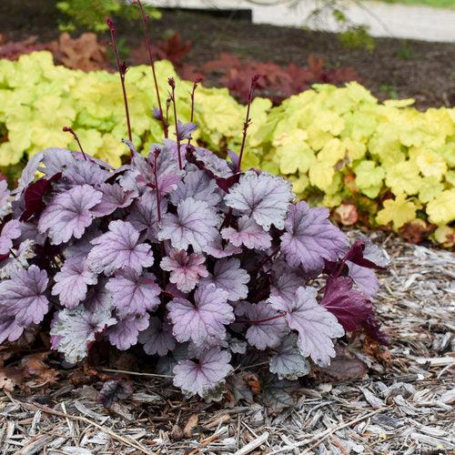 Heuchera 'Silver Gumdrop' PP29207  - Dolce® Silver Gumdrop Heuchera