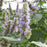 Hyssop, Anise Purple Hyssop