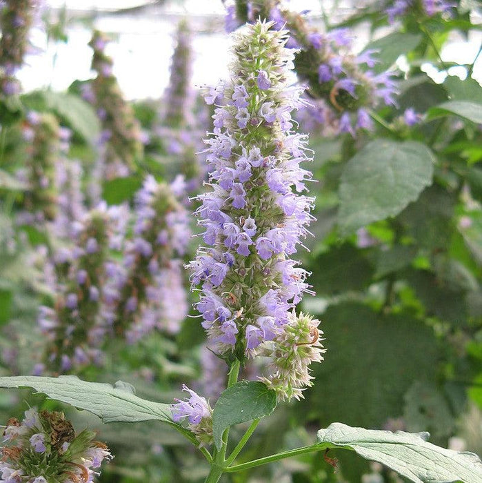 Hyssop, Anise Purple Hyssop
