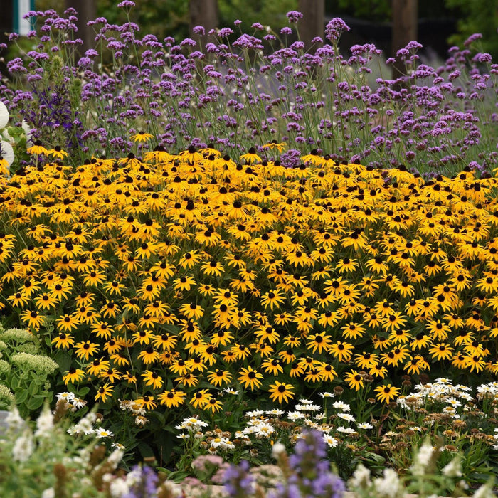 Black Eyed Susan, Gold Blitz Black-Eyed Susan