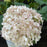 Hydrangea arborescens 'NCHA5'  - Invincibelle® Wee White Smooth Hydrangea
