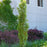 Birch, First Editions® Parkland Pillar® Birch