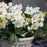 Helleborus niger 'HGC Jacob' PP17,799  - HGC® Jacob Christmas Rose