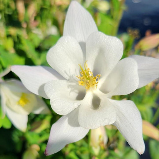 Columbine, Earlybird™ White Columbine