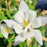 Columbine, Earlybird™ White Columbine
