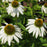 Echinacea purpurea 'White Swan'  - White Swan Echinacea, Coneflower