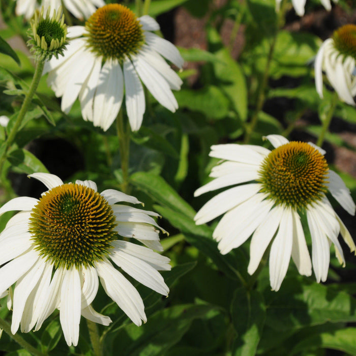 Echinacea purpurea 'White Swan'  - White Swan Echinacea, Coneflower