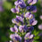 Baptisia, Decadence® Blueberry Sundae False Indigo
