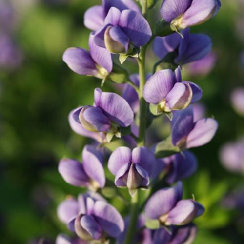 Baptisia, Decadence® Blueberry Sundae False Indigo