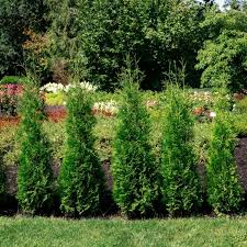 Arborvitae, Bloomin' Easy® Private Jet™ Arborvitae